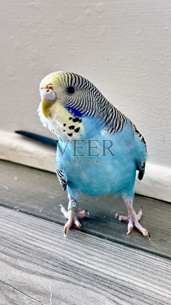 极端特写美丽的蓝色虎皮鹦鹉(Budgie)长尾小鹦鹉智能甜蜜家养宠物在家里•股票照片照片摄影图片