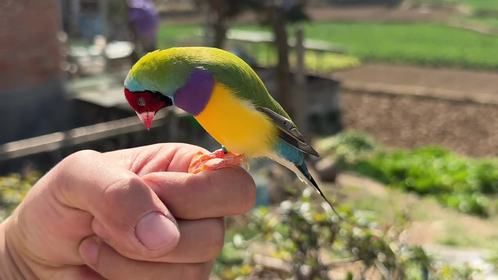 知道自己回家的小鸟，它还喜欢跳舞