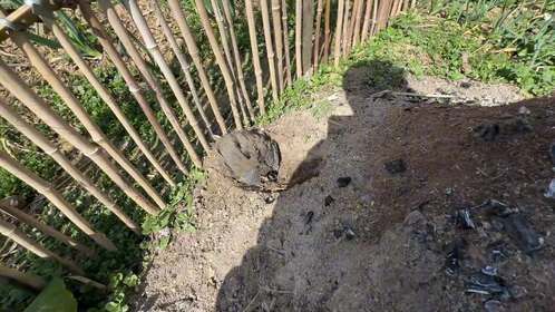 这鸟太狠了，偷袭路人把嘴巴啄断