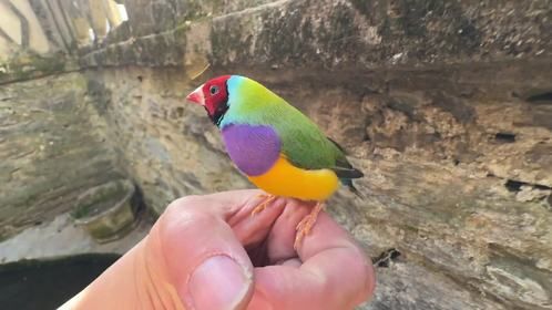 小鸟被鞭炮声吓飞，找了半天发现它藏在鱼池里