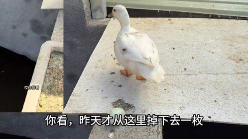 鸭妈妈下蛋不挑位置，这次傻眼了吧