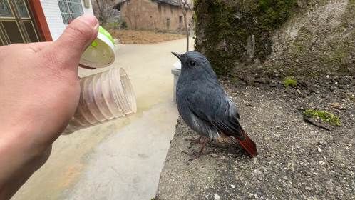 零距离接触红尾水鸲，这鸟真好看