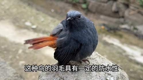 红尾水鸲又来啦，今天离它这么近都没飞走