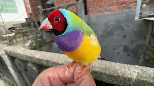 都说它是假鸟，这下好了吧，直接飞走了