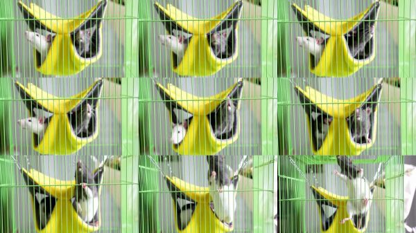 黑色宠物鼠在笼子里的吊床上。