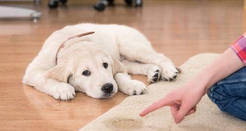 如何纠正狗狗吃东西的坏习惯（从宠物主人的角度出发）