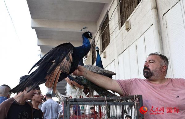 一名商贩在逗弄孔雀。人民网 伊纳斯·易卜拉欣摄