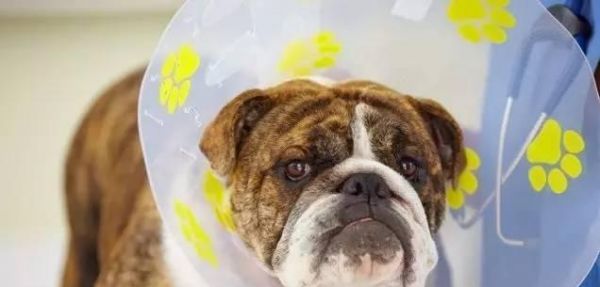 狗狗全麻后遗症，如何避免（宠物手术安全必知）