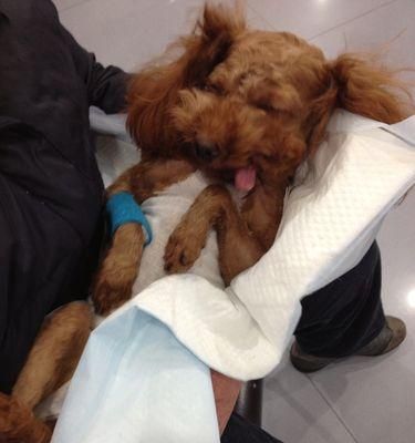 狗狗全麻后遗症，如何避免（宠物手术安全必知）