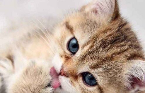 宠物猫宝宝怎么照顾它