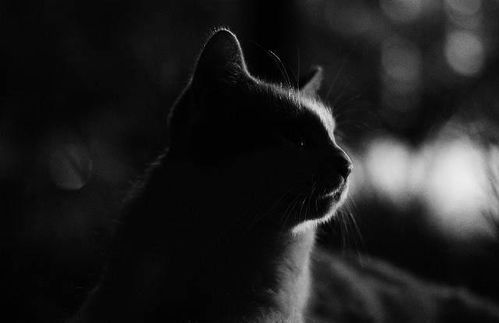 猫咪夜叫扰民？7招助宠物主人好眠