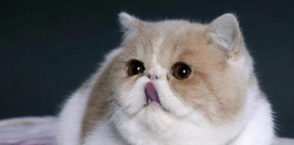 四季宠爱，照顾猫咪身体健康（从饮食到运动）