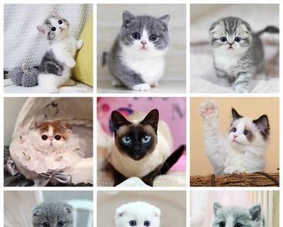 四季宠爱，照顾猫咪身体健康（从饮食到运动）