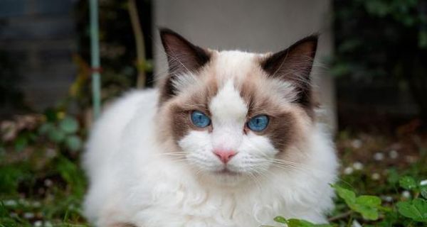 四季宠爱，照顾猫咪身体健康（从饮食到运动）