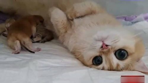 家有儿童怎么照顾宠物猫