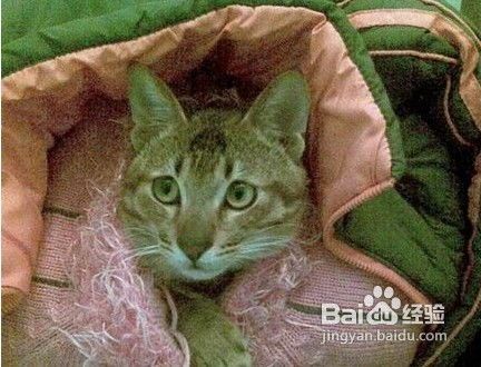 冬天怎么照顾宠物猫呢