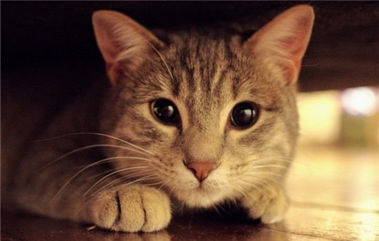 图片[1]-新手养猫攻略,第一次养猫你准备好了吗-萌宠一号