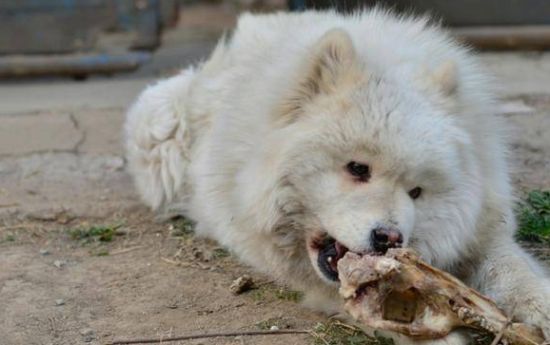 自制萨摩耶狗粮配方