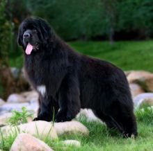 掌握纽芬兰犬饮食平衡，健康相伴。