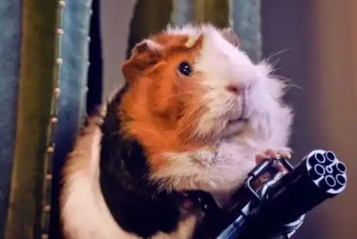 熊猫仓鼠的独特魅力与饲养秘籍