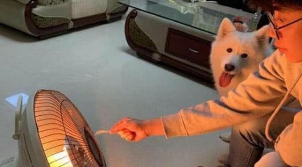 萨摩耶身体紧靠取暖器，怕它的毛烤焦，随后主人的做法让人笑喷