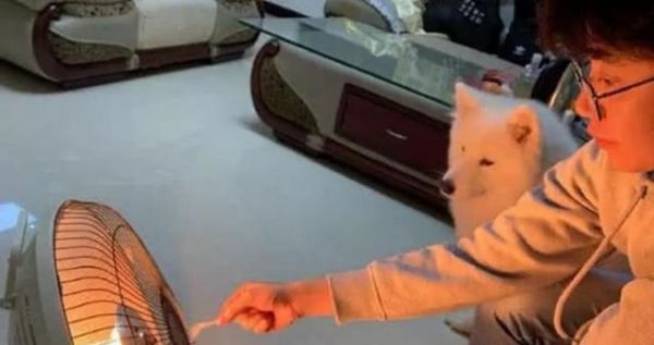 萨摩耶身体紧靠取暖器，怕它的毛烤焦，随后主人的做法让人笑喷
