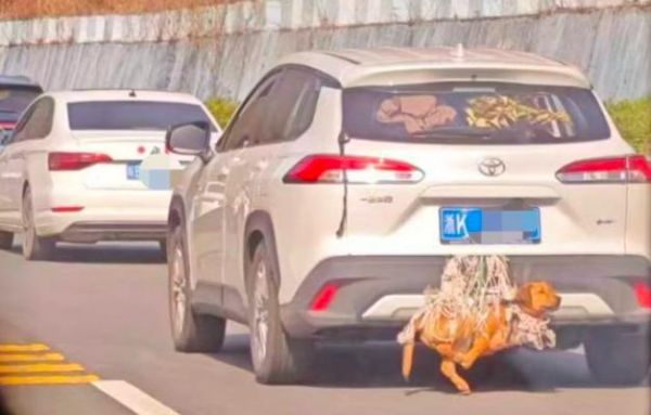 带狗回家“外挂式运输”引争议 宠物安全与法规碰撞