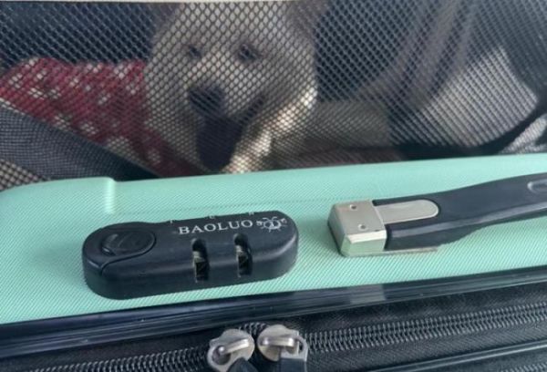 带狗回家“外挂式运输”引争议 宠物安全与法规碰撞