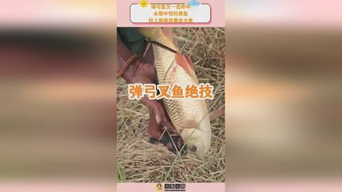 弹弓鱼叉一击命中，水草中惊险救鱼，拉上岸竟是黄金大鱼！