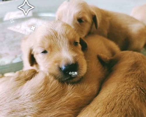 小狗断奶后该吃什么？