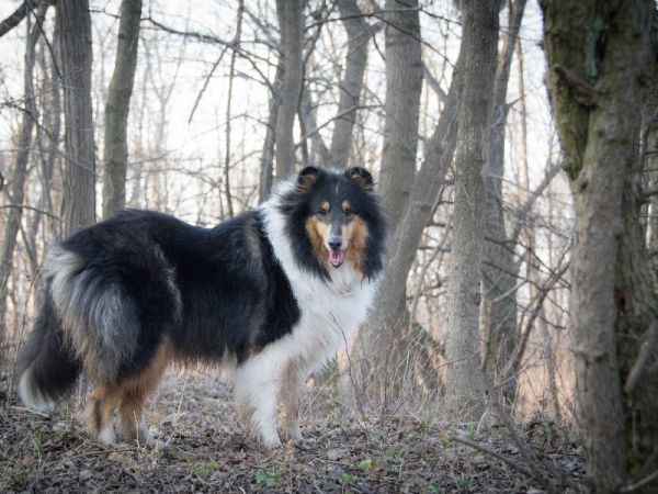 智能宠物项圈定位器追踪技巧分享:宠物主人必备