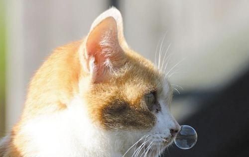 小猫喝完奶打喷嚏，如何给宠物正确喂养（养宠物必备技能）