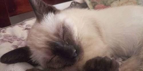 小猫喝完奶打喷嚏，如何给宠物正确喂养（养宠物必备技能）