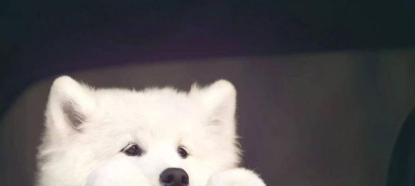 如何训练萨摩耶定点大小便（宠物养成必备技能）