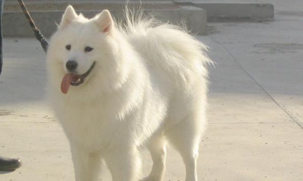 如何训练萨摩耶定点大小便（宠物养成必备技能）