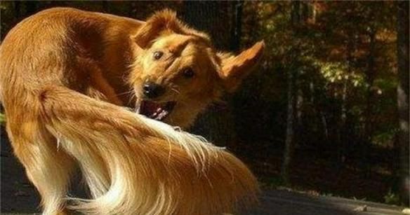 狗狗脚被踩伤该怎么办（宠物主人必备的急救指南）