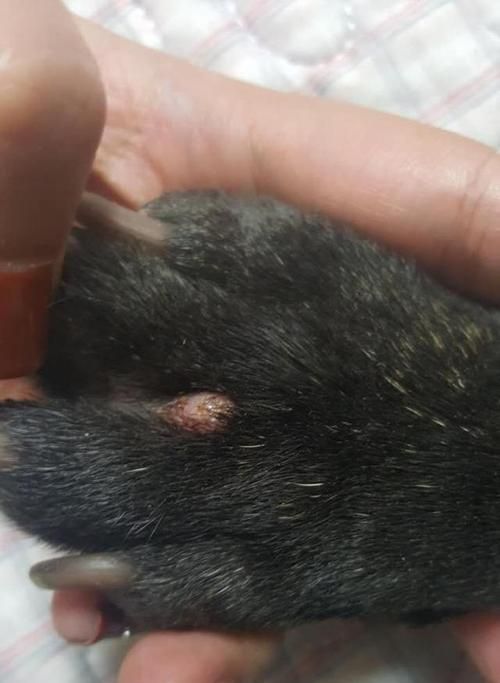 狗狗脚被踩伤该怎么办（宠物主人必备的急救指南）