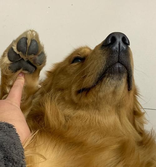 狗狗脚被踩伤该怎么办（宠物主人必备的急救指南）