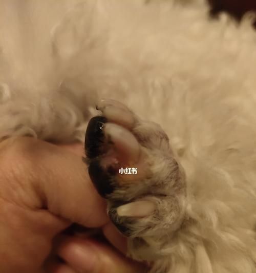 如何处理狗狗趾间炎脓包（宠物保健必备技能）