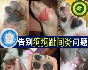 如何处理狗狗趾间炎脓包（宠物保健必备技能）