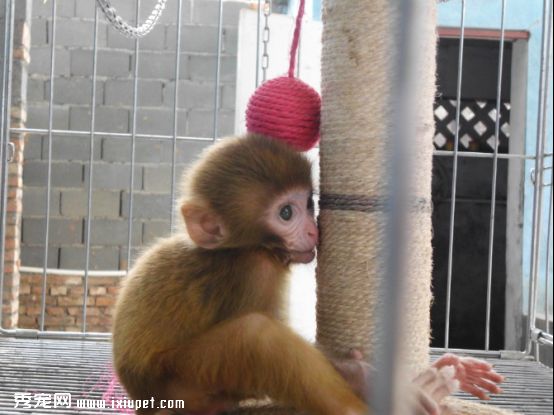 正规养殖场出售袖珍石猴多少钱一只，有便宜的宠物猴吗