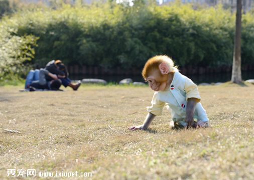 正宗袖珍石猴多少钱一只，长不大的宠物石猴在哪里有卖