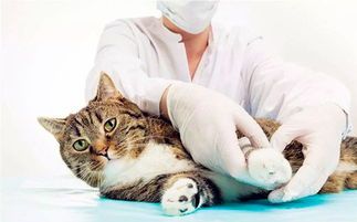 猫咪拉稀处理指南，宠物主人必读！