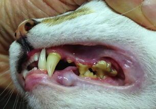 猫如何防止蛀牙的方法有哪些 - 怎么防止猫长虫