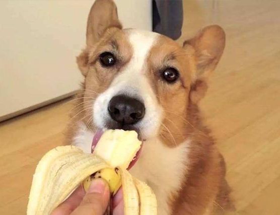 这几类水果，虽然狗狗可以吃，但不建议给吃太多