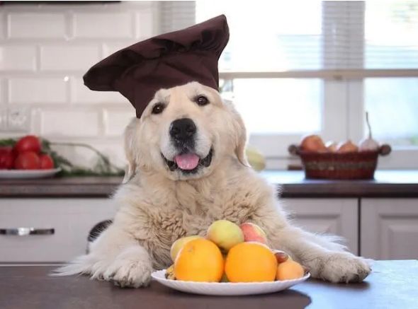 这几类水果，虽然狗狗可以吃，但不建议给吃太多