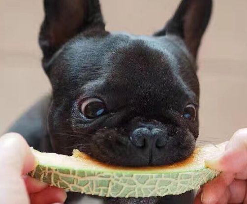 这几类水果，虽然狗狗可以吃，但不建议给吃太多