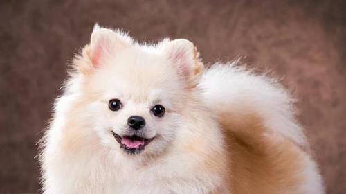 博美狗狗上火了怎么办（给宠物狗吃水果的禁忌及如何正确选择水果）