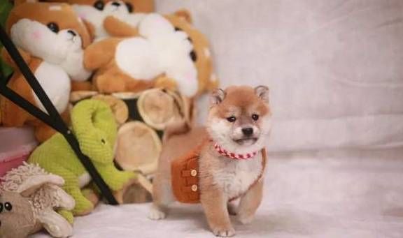 大型的宠物狗怎么养的好