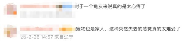 男子节后返家发现13只宠物龟全被“煮”了：温控设备失灵